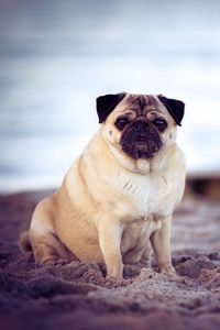 Preview wallpaper pug, dog, pet, beach