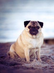 Preview wallpaper pug, dog, pet, beach