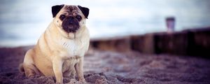 Preview wallpaper pug, dog, pet, beach