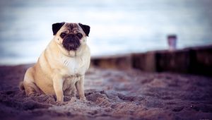 Preview wallpaper pug, dog, pet, beach