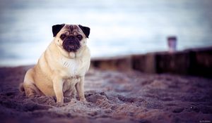 Preview wallpaper pug, dog, pet, beach