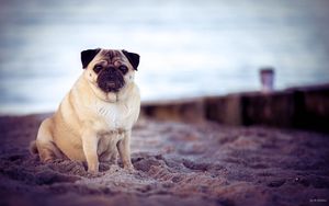 Preview wallpaper pug, dog, pet, beach