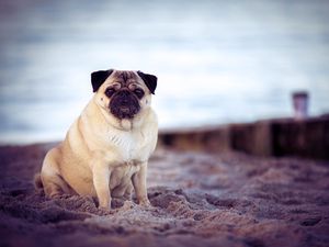 Preview wallpaper pug, dog, pet, beach