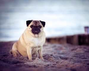 Preview wallpaper pug, dog, pet, beach