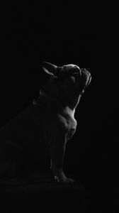 Preview wallpaper pug, dog, pet, bw, black