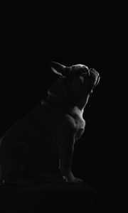 Preview wallpaper pug, dog, pet, bw, black