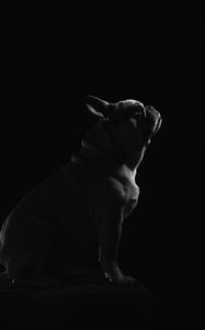 Preview wallpaper pug, dog, pet, bw, black