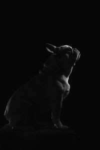 Preview wallpaper pug, dog, pet, bw, black