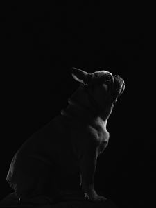 Preview wallpaper pug, dog, pet, bw, black