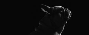 Preview wallpaper pug, dog, pet, bw, black