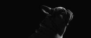 Preview wallpaper pug, dog, pet, bw, black