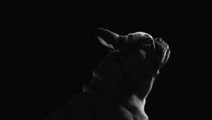 Preview wallpaper pug, dog, pet, bw, black