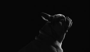 Preview wallpaper pug, dog, pet, bw, black
