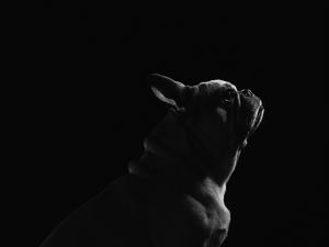 Preview wallpaper pug, dog, pet, bw, black