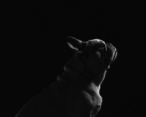 Preview wallpaper pug, dog, pet, bw, black