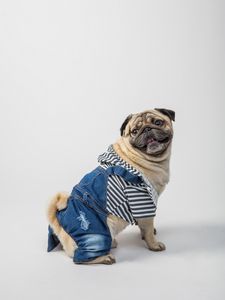 Preview wallpaper pug, dog, pet, protruding tongue