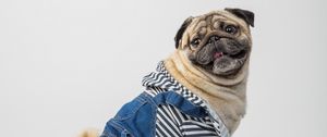 Preview wallpaper pug, dog, pet, protruding tongue