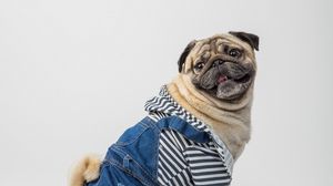 Preview wallpaper pug, dog, pet, protruding tongue