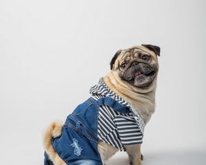 Preview wallpaper pug, dog, pet, protruding tongue