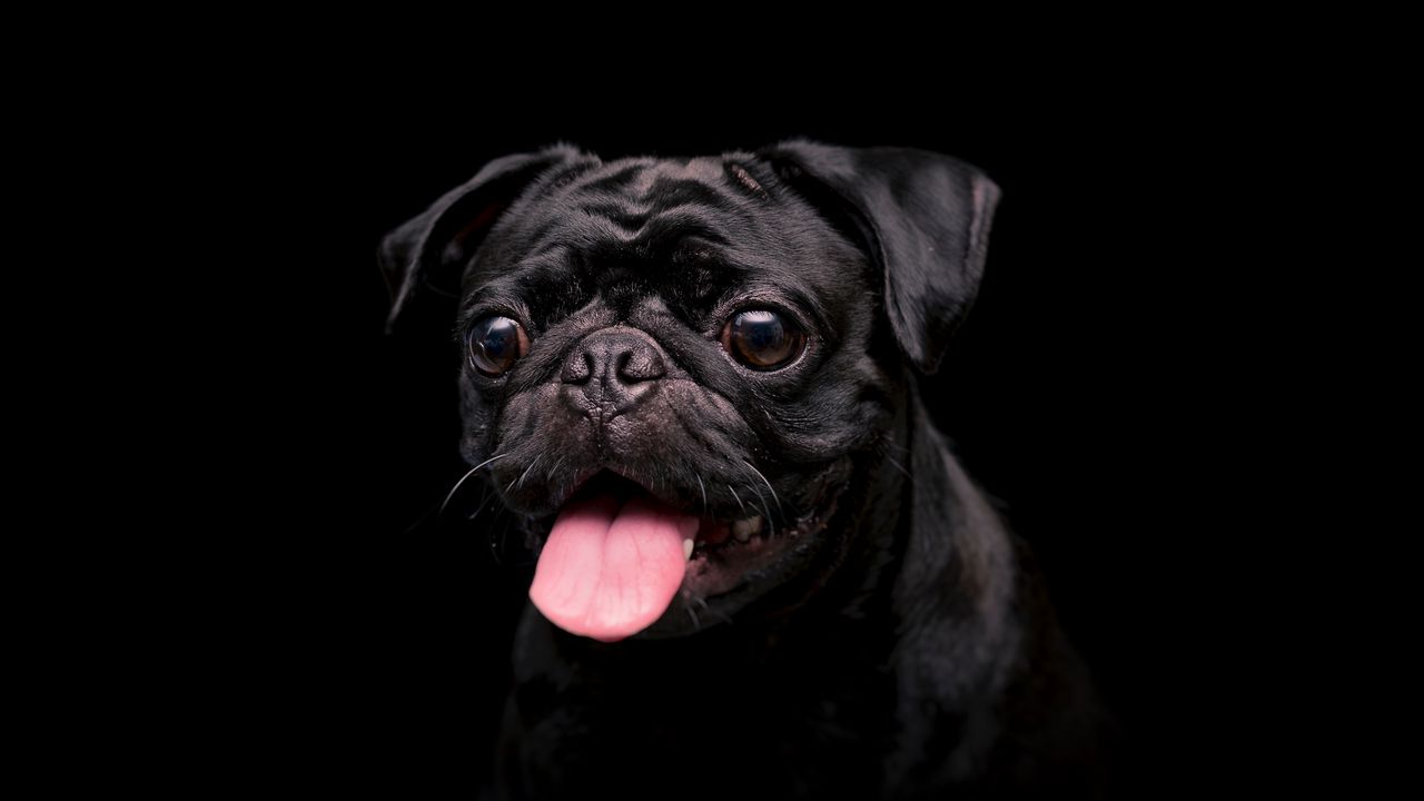 Wallpaper pug, dog, pet, protruding tongue, black