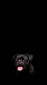 Preview wallpaper pug, dog, pet, protruding tongue, black