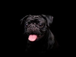 Preview wallpaper pug, dog, pet, protruding tongue, black