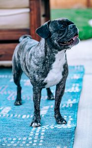 Preview wallpaper pug, dog, pet, protruding tongue, funny, black