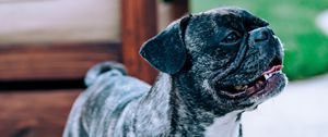 Preview wallpaper pug, dog, pet, protruding tongue, funny, black
