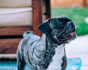 Preview wallpaper pug, dog, pet, protruding tongue, funny, black