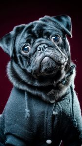 Preview wallpaper pug, dog, pet, glance, black