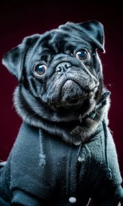 Preview wallpaper pug, dog, pet, glance, black