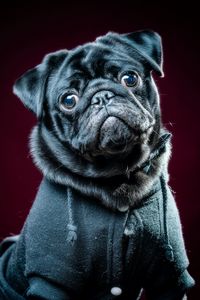 Preview wallpaper pug, dog, pet, glance, black