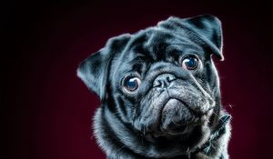 Preview wallpaper pug, dog, pet, glance, black