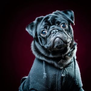 Preview wallpaper pug, dog, pet, glance, black