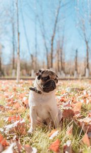 Preview wallpaper pug, dog, pet, animal