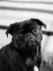 Preview wallpaper pug, dog, pet, black, glance