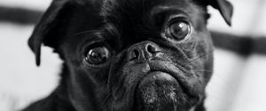 Preview wallpaper pug, dog, pet, black, glance