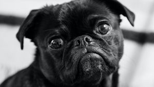 Preview wallpaper pug, dog, pet, black, glance