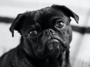 Preview wallpaper pug, dog, pet, black, glance