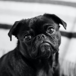 Preview wallpaper pug, dog, pet, black, glance