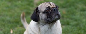 Preview wallpaper pug, dog, pet, grass