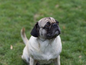 Preview wallpaper pug, dog, pet, grass