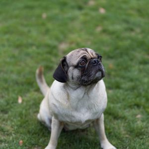 Preview wallpaper pug, dog, pet, grass