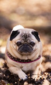 Preview wallpaper pug, dog, pet, leaves, autumn