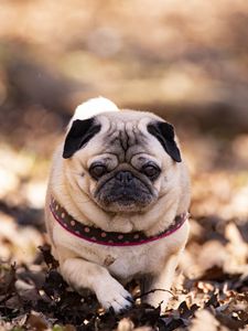 Preview wallpaper pug, dog, pet, leaves, autumn