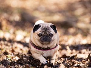 Preview wallpaper pug, dog, pet, leaves, autumn