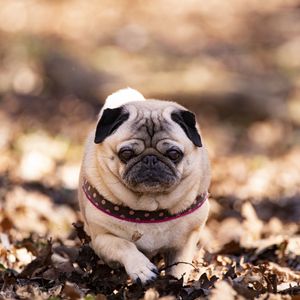 Preview wallpaper pug, dog, pet, leaves, autumn