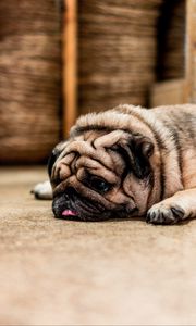 Preview wallpaper pug, dog, protruding tongue, sad, pet