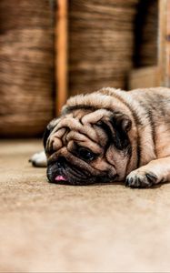 Preview wallpaper pug, dog, protruding tongue, sad, pet