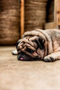 Preview wallpaper pug, dog, protruding tongue, sad, pet